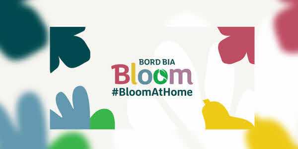 bloom home
