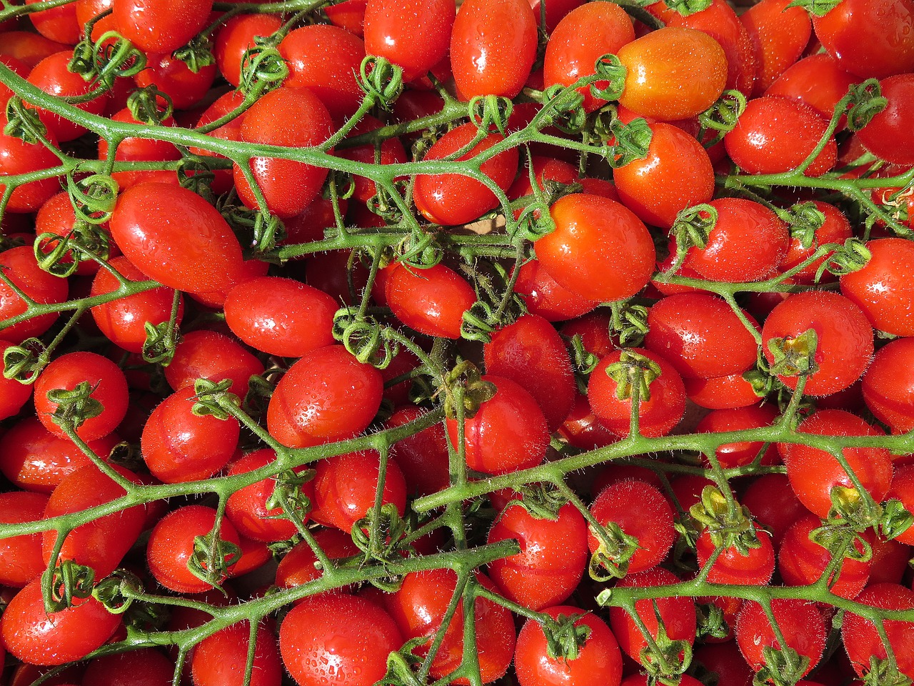 tomatoes 2289746 1280